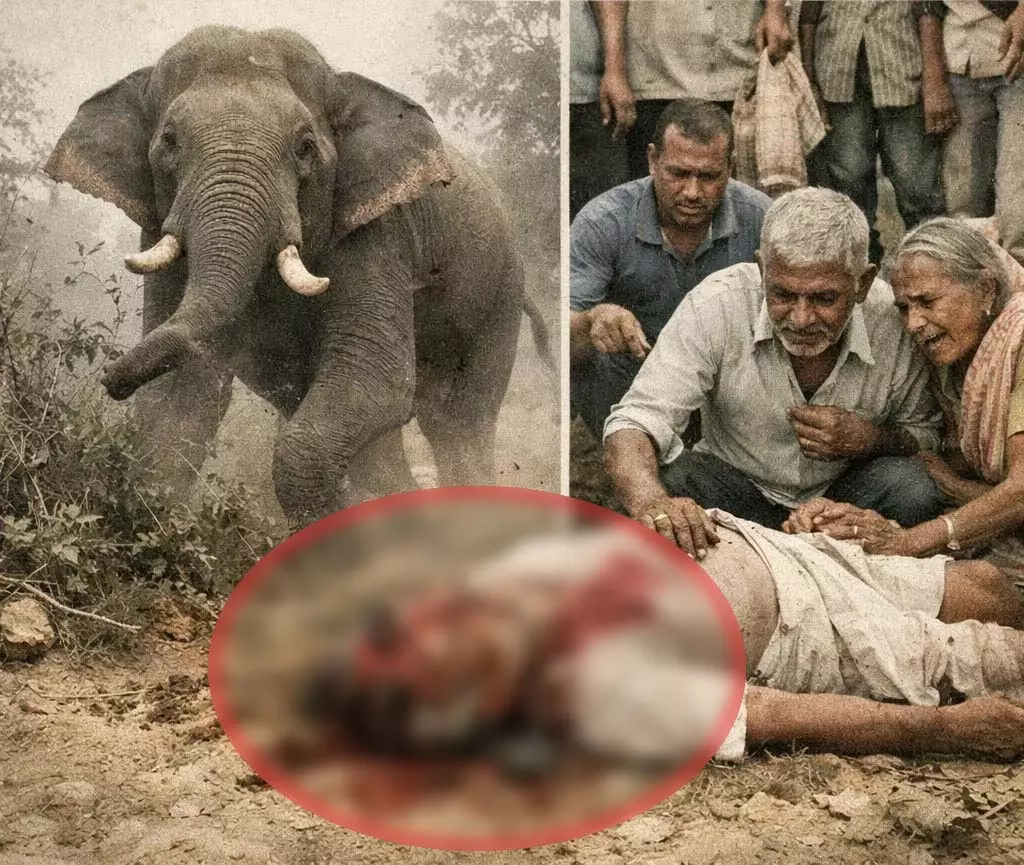 जंगल में हाथी का हमला, 80 वर्षीय वृद्ध की दर्दनाक मौत जंगल में हाथी का हमला, 80 वर्षीय वृद्ध की दर्दनाक मौत