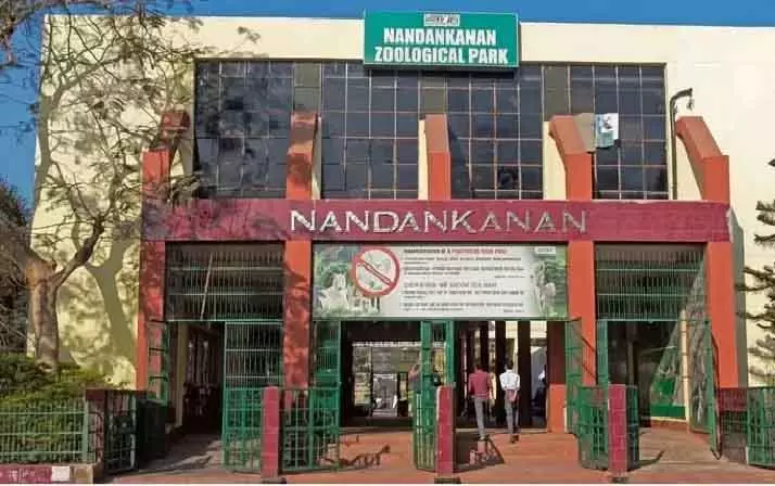 Nandankanan में आठ दिन में पांच मगरमच्छों की मौत, कारण पता करने जांच शुरू Nandankanan में आठ दिन में पांच मगरमच्छों की मौत, कारण पता करने जांच शुरू