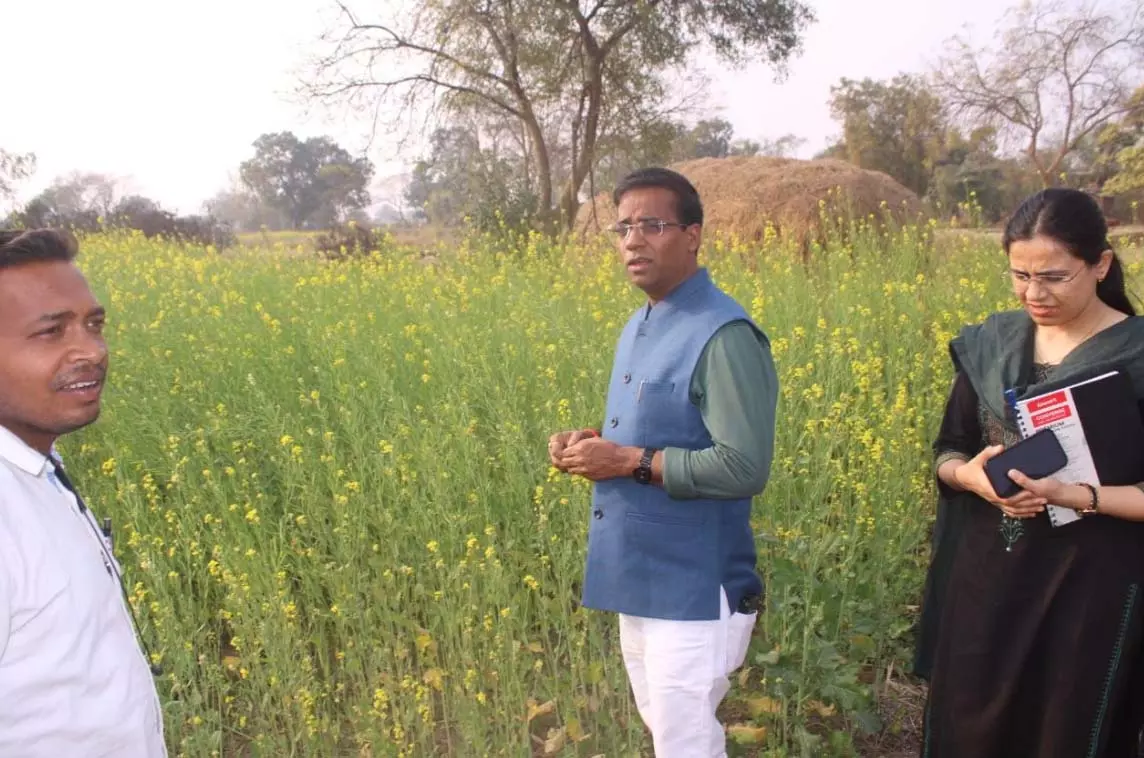 बरमकेला क्षेत्र में बड़े पैमाने पर की जा रही सरसों की खेती, कलेक्टर ने किया निरीक्षण बरमकेला क्षेत्र में बड़े पैमाने पर की जा रही सरसों की खेती, कलेक्टर ने किया निरीक्षण