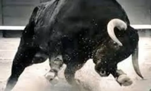 UP News: सांड़ के हमले से युवक की मौत UP News: सांड़ के हमले से युवक की मौत