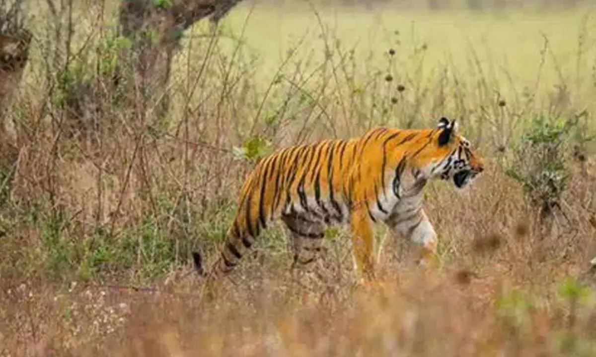Andhra: बाघ दिखने से दहशत फैल गई Andhra: बाघ दिखने से दहशत फैल गई