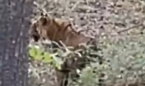 अचानकमार में पर्यटकों ने देखा बाघ
