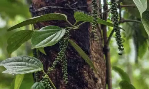 Koraput काली मिर्च की खेती का नया केंद्र बनकर उभरा है