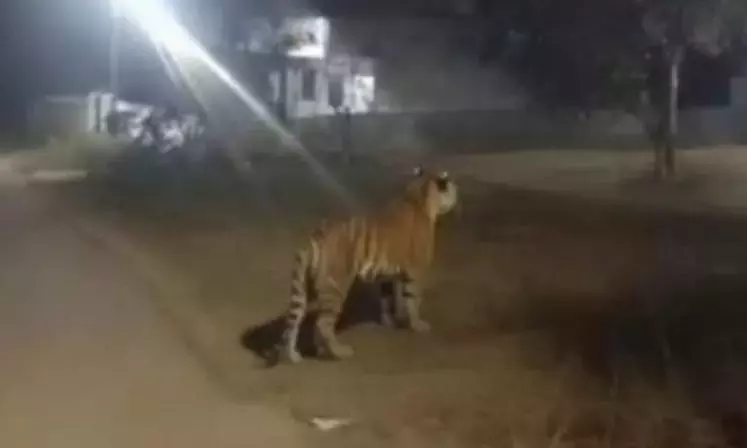 Andhra  : टोर्रेडू में बाघ ने तीन गायों को मारा, इलाके के स्कूलों में सोमवार को छुट्टी