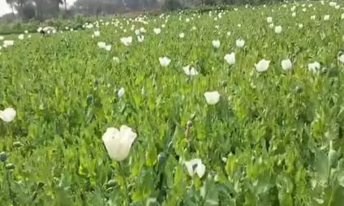 Rajasthan: भीलवाड़ा में अफीम किसानों की बढ़ती मौसम की चिंता