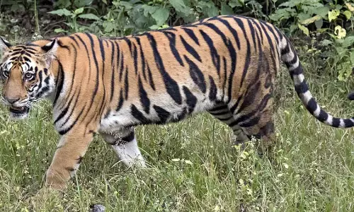 MP : शहडोल के जंगलों में बाघ और बाघिन मृत पाए गए; बिजली का झटका लगने का शक