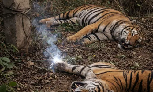 MP के शहडोल में दो बाघ मृत पाए गए, वन विभाग ने कहा कि जांच जारी