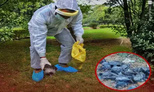 Bird Flu से 150 से ज़्यादा कौवों की मौत, ज़िला प्रशासन अलर्ट