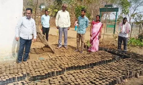 नर्सरी में लगाए गए पौधों की सुरक्षा की जानी चाहिए: MPDO