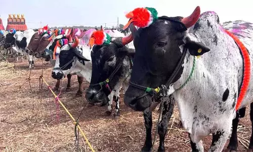 Sangareddy: उर्स के दौरान न्यालकल पशु मेले में बैलों की कीमत 3.40 लाख रुपये तक पहुंच गई