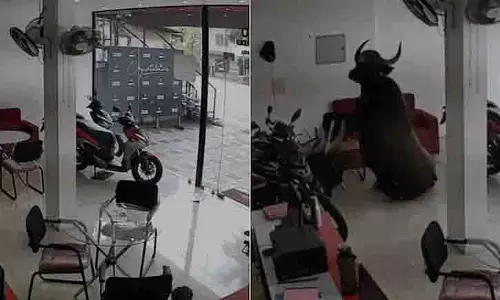 Kannur: जंगली भैंसा बाइक शोरूम में घुस गया, शीशे और बाइकों से टकराया Kannur: जंगली भैंसा बाइक शोरूम में घुस गया, शीशे और बाइकों से टकराया