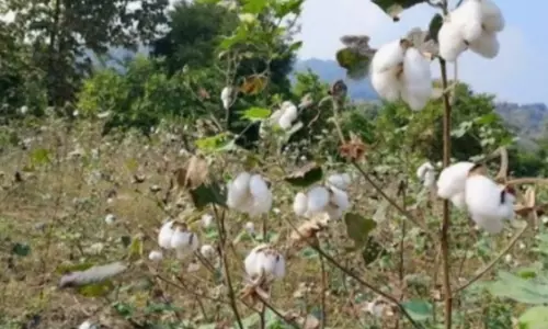 Kalahandi में ऑर्गेनिक कॉटन घोटाले में करोड़ों की लूट, जांच शुरू Kalahandi में ऑर्गेनिक कॉटन घोटाले में करोड़ों की लूट, जांच शुरू