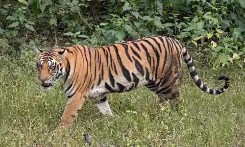 Yadadri और सिद्दीपेट के गांवों में डर का माहौल, बाघ जंगल के इलाकों में घूम रहा Yadadri और सिद्दीपेट के गांवों में डर का माहौल, बाघ जंगल के इलाकों में घूम रहा