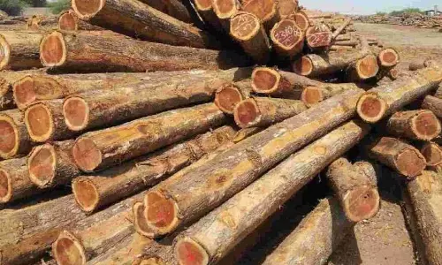 Revenue Land पर निर्माण से सवाल उठ रहे हैं, सागौन के पेड़ काटे गए