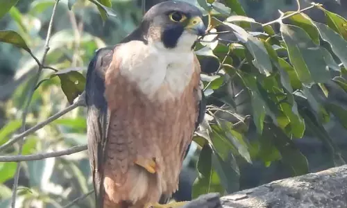 छत्तीसगढ़ अभयारण्य में दुर्लभ Birds की वापसी, अतिक्रमण विरोधी अभियान का असर छत्तीसगढ़ अभयारण्य में दुर्लभ Birds की वापसी, अतिक्रमण विरोधी अभियान का असर