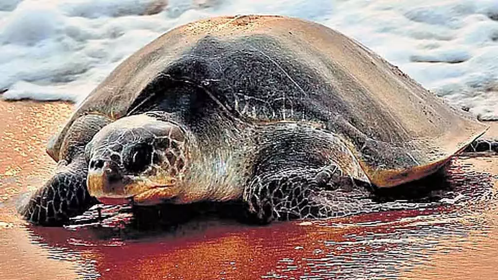 Tamil Nadu : समुद्री कछुओं की सुरक्षा सुनिश्चित करने के लिए सैटेलाइट ट्रैकर प्रोजेक्ट Tamil Nadu : समुद्री कछुओं की सुरक्षा सुनिश्चित करने के लिए सैटेलाइट ट्रैकर प्रोजेक्ट