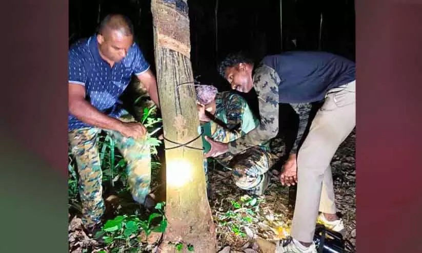 बाघ की तलाश रोकी गई; Ambalappara में 10 सर्विलांस कैमरे लगाए गए बाघ की तलाश रोकी गई; Ambalappara में 10 सर्विलांस कैमरे लगाए गए