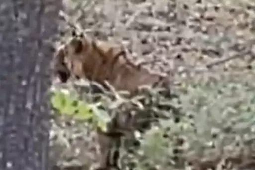 अचानकमार में पर्यटकों ने देखा बाघ अचानकमार में पर्यटकों ने देखा बाघ