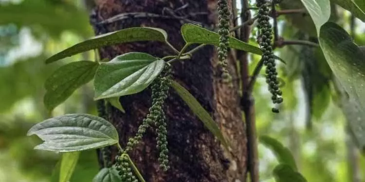 Koraput काली मिर्च की खेती का नया केंद्र बनकर उभरा है Koraput काली मिर्च की खेती का नया केंद्र बनकर उभरा है