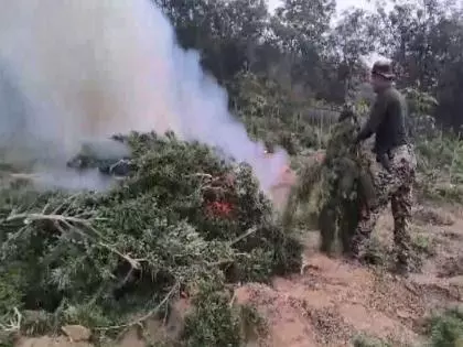 बड़ी कार्रवाई: Tripura में 75 करोड़ रुपये मूल्य के गांजे के पौधे नष्ट बड़ी कार्रवाई: Tripura में 75 करोड़ रुपये मूल्य के गांजे के पौधे नष्ट