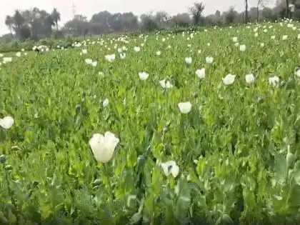 Rajasthan: भीलवाड़ा में अफीम किसानों की बढ़ती मौसम की चिंता Rajasthan: भीलवाड़ा में अफीम किसानों की बढ़ती मौसम की चिंता