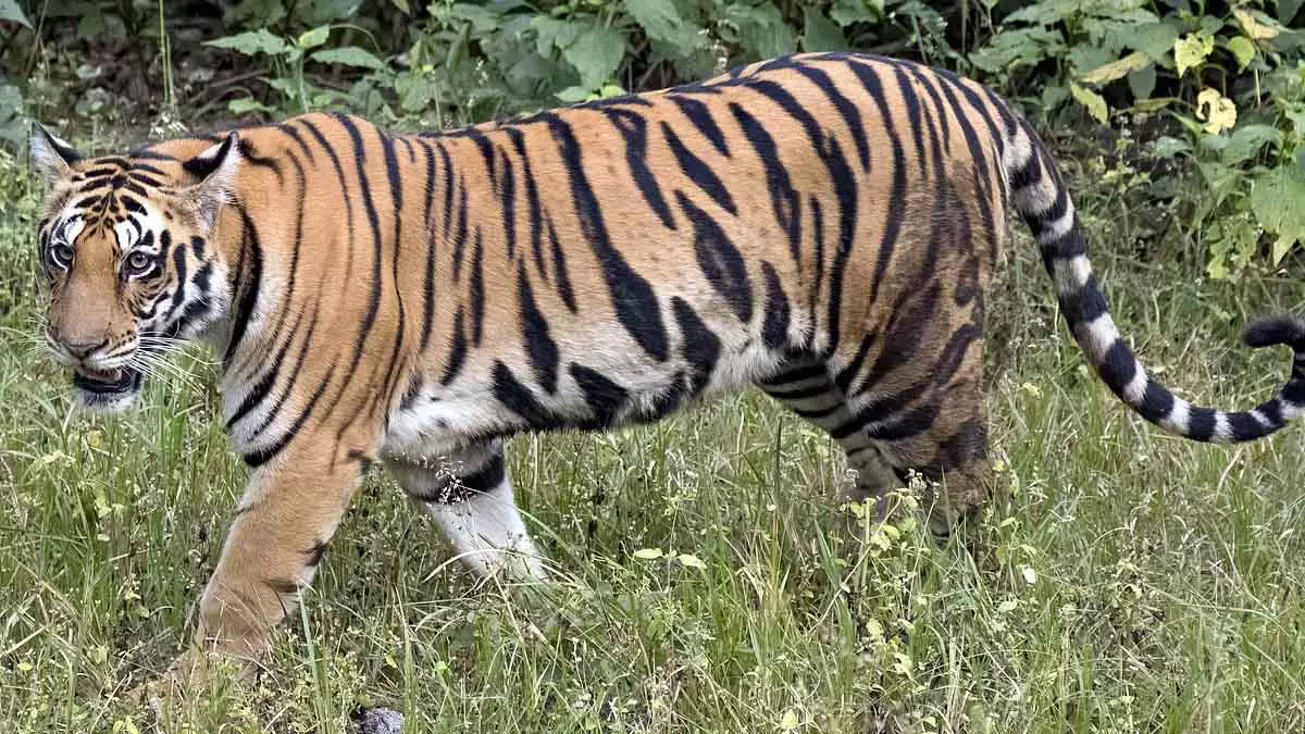 MP : शहडोल के जंगलों में बाघ और बाघिन मृत पाए गए; बिजली का झटका लगने का शक MP : शहडोल के जंगलों में बाघ और बाघिन मृत पाए गए; बिजली का झटका लगने का शक