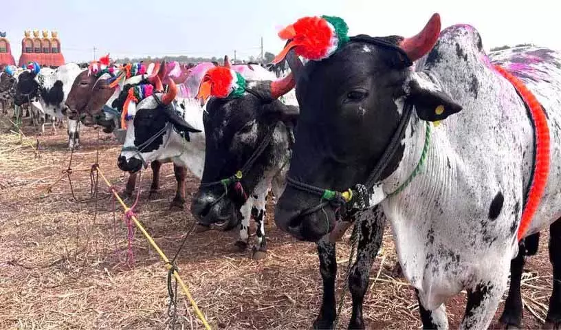 Sangareddy: उर्स के दौरान न्यालकल पशु मेले में बैलों की कीमत 3.40 लाख रुपये तक पहुंच गई Sangareddy: उर्स के दौरान न्यालकल पशु मेले में बैलों की कीमत 3.40 लाख रुपये तक पहुंच गई