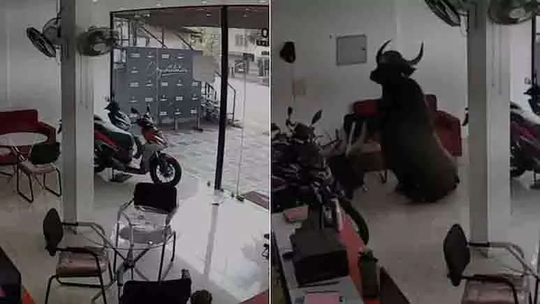 Kannur: जंगली भैंसा बाइक शोरूम में घुस गया, शीशे और बाइकों से टकराया Kannur: जंगली भैंसा बाइक शोरूम में घुस गया, शीशे और बाइकों से टकराया