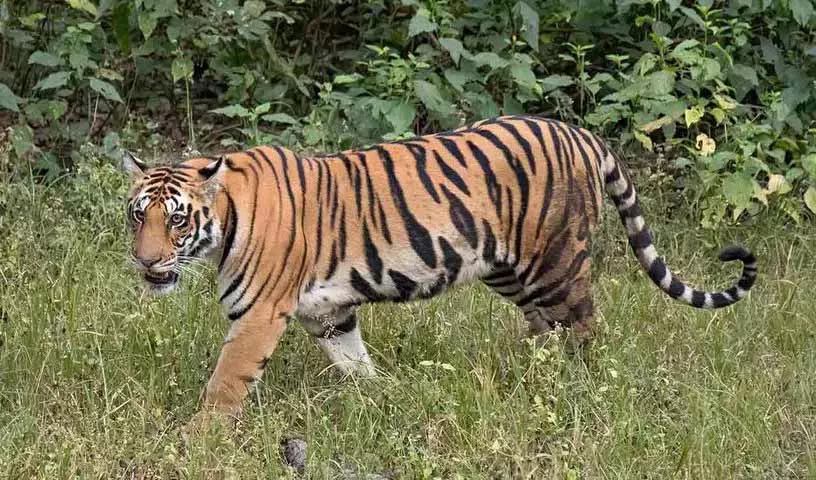 Yadadri और सिद्दीपेट के गांवों में डर का माहौल, बाघ जंगल के इलाकों में घूम रहा Yadadri और सिद्दीपेट के गांवों में डर का माहौल, बाघ जंगल के इलाकों में घूम रहा