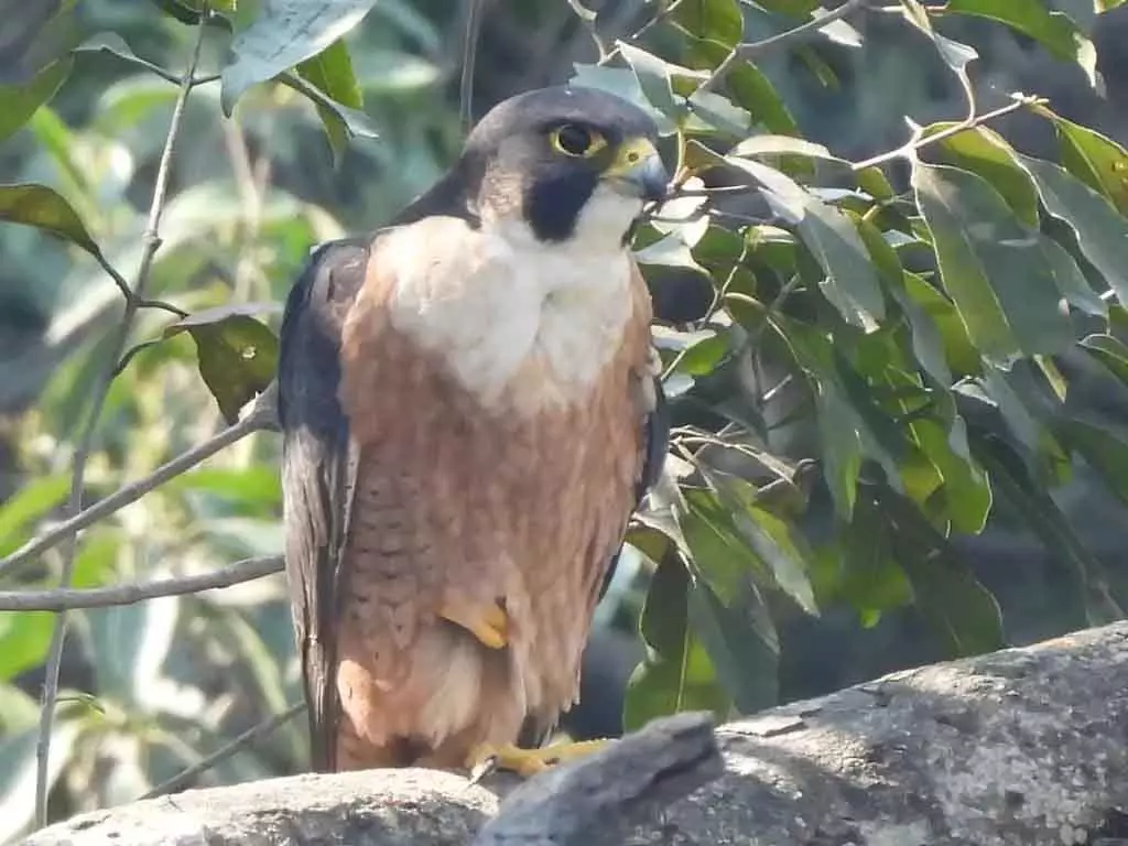 छत्तीसगढ़ अभयारण्य में दुर्लभ Birds की वापसी, अतिक्रमण विरोधी अभियान का असर छत्तीसगढ़ अभयारण्य में दुर्लभ Birds की वापसी, अतिक्रमण विरोधी अभियान का असर