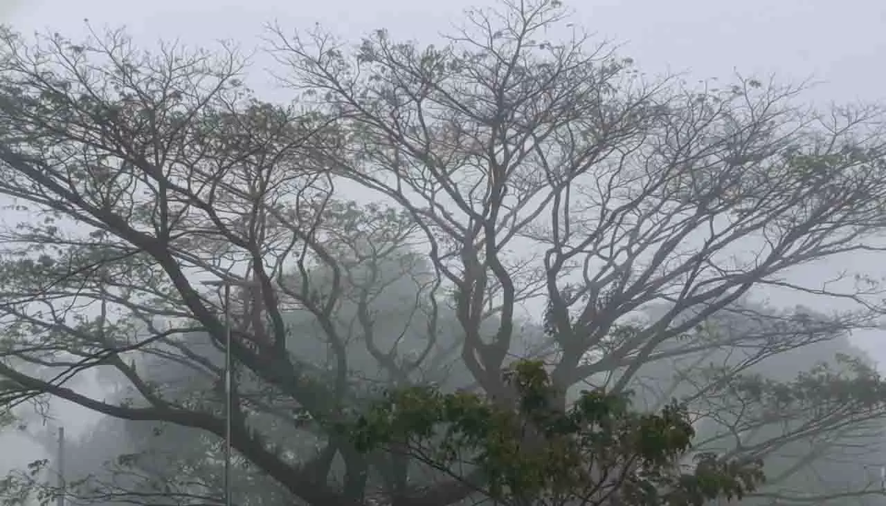 गजपति में NH-326 पर घने कोहरे के कारण ट्रैफिक बाधित हुआ गजपति में NH-326 पर घने कोहरे के कारण ट्रैफिक बाधित हुआ
