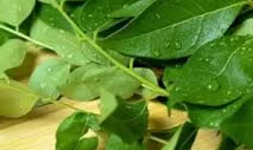 curry Leaves for Hair:बालों के लिए करी पत्ता है अमृत समान, ऐसे करेंगे इस्तेमाल कई परेशानियां होंगी दूर curry Leaves for Hair:बालों के लिए करी पत्ता है अमृत समान, ऐसे करेंगे इस्तेमाल कई परेशानियां होंगी दूर