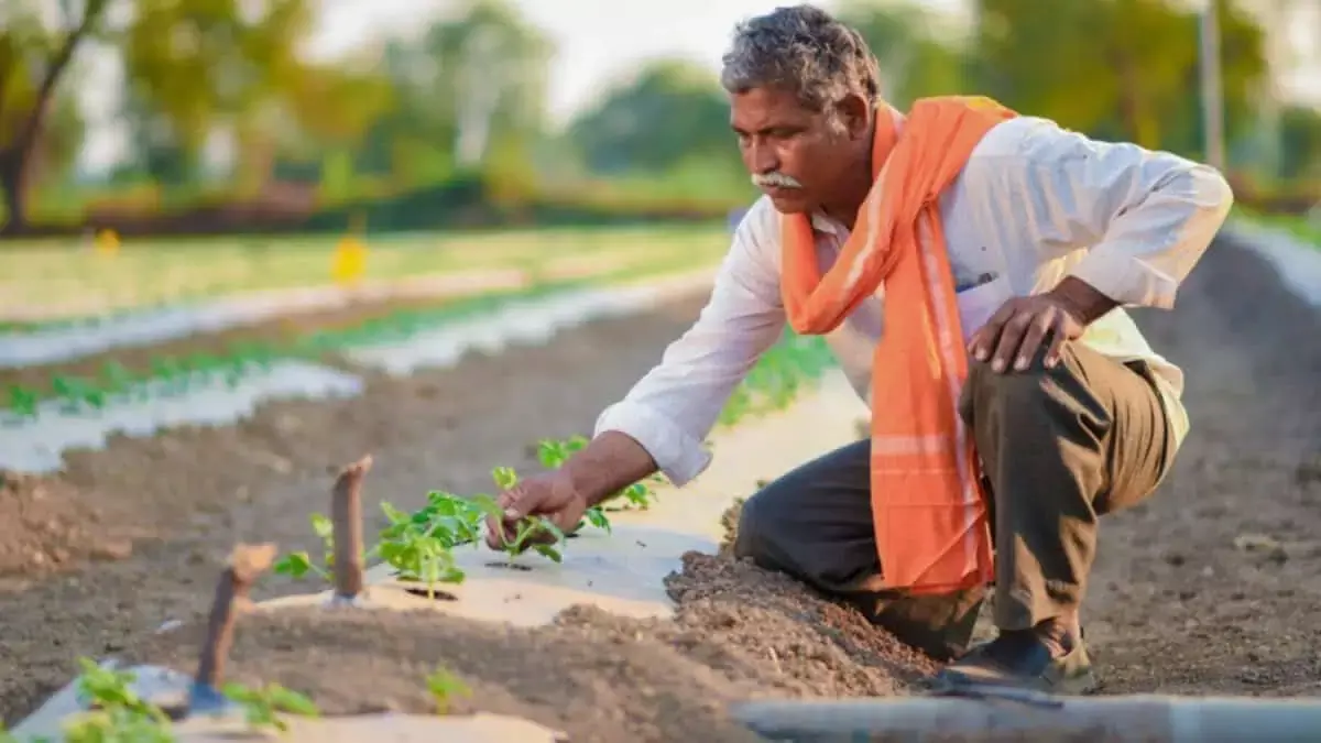 बजट 2026 में सरकार ने किसानों को छोड़ दिया: रायथु स्वराज्य वेदिका बजट 2026 में सरकार ने किसानों को छोड़ दिया: रायथु स्वराज्य वेदिका
