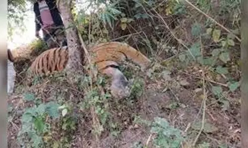 Shahdol: बाघ-बाघिन के शव मिलने से हड़कंप Shahdol: बाघ-बाघिन के शव मिलने से हड़कंप