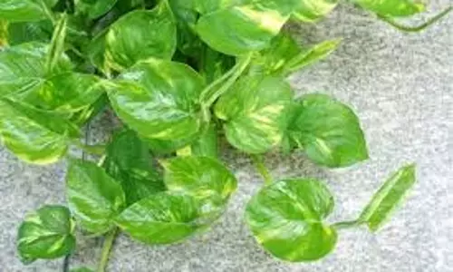 Planting Tips: हरा भरा हो जाएगा बालकनी में रखा मनी प्लांट, बस गमले में डालनी होगी ये चीज