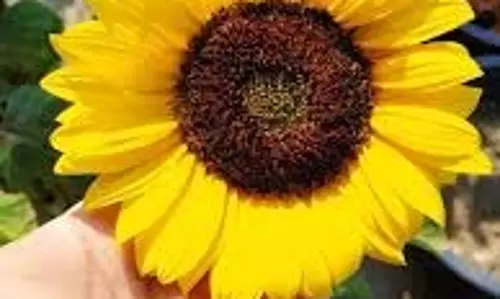 How To Grow Sunflower : बालकनी में उगाएं सूरजमुखी का पौधा, धूप, पानी और खाद का जानें सही मिश्रण How To Grow Sunflower : बालकनी में उगाएं सूरजमुखी का पौधा, धूप, पानी और खाद का जानें सही मिश्रण