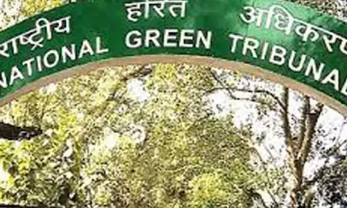 अवैध पेड़ कटाई पर रोक लगाएं: NGT ने Bolangir प्रशासन से कहा