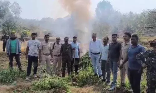 ऑपरेशन ग्रीन, Koraput में 4 करोड़ रुपये की गांजे की खेती नष्ट की गई