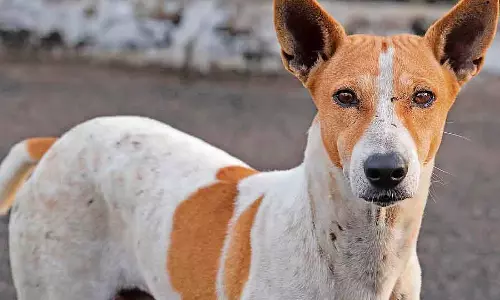 Bellary : आवारा कुत्तों का रखरखाव महंगा Bellary : आवारा कुत्तों का रखरखाव महंगा