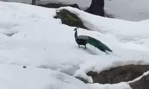 Manali के बर्फ से ढके जंगल में मोर दिखा, जलवायु परिवर्तन के प्रभावों पर बहस छिड़ गई