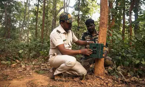 Similipal: बाघों की संख्या जानने के लिए कैमरा ट्रैप का इस्तेमाल Similipal: बाघों की संख्या जानने के लिए कैमरा ट्रैप का इस्तेमाल