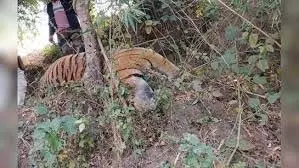 Shahdol: बाघ-बाघिन के शव मिलने से हड़कंप Shahdol: बाघ-बाघिन के शव मिलने से हड़कंप