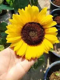 How To Grow Sunflower : बालकनी में उगाएं सूरजमुखी का पौधा, धूप, पानी और खाद का जानें सही मिश्रण How To Grow Sunflower : बालकनी में उगाएं सूरजमुखी का पौधा, धूप, पानी और खाद का जानें सही मिश्रण