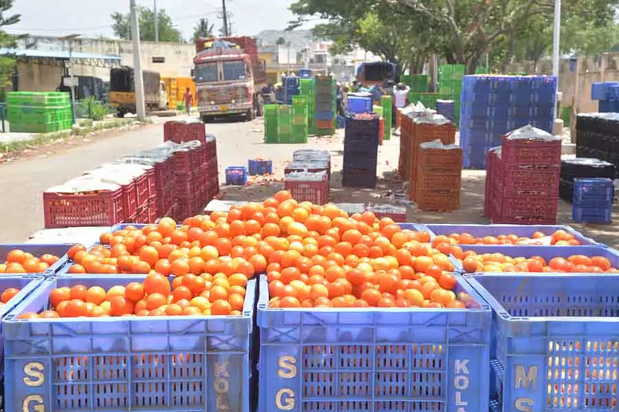 Kolar : 5 किलो टमाटर के लिए ₹100 Kolar : 5 किलो टमाटर के लिए ₹100