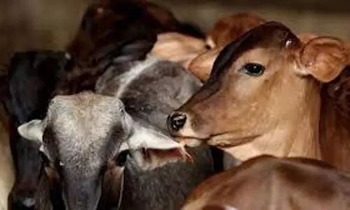 Bihar: मवेशी तस्करी का पर्दाफाश, 50 से अधिक मवेशी बरामद