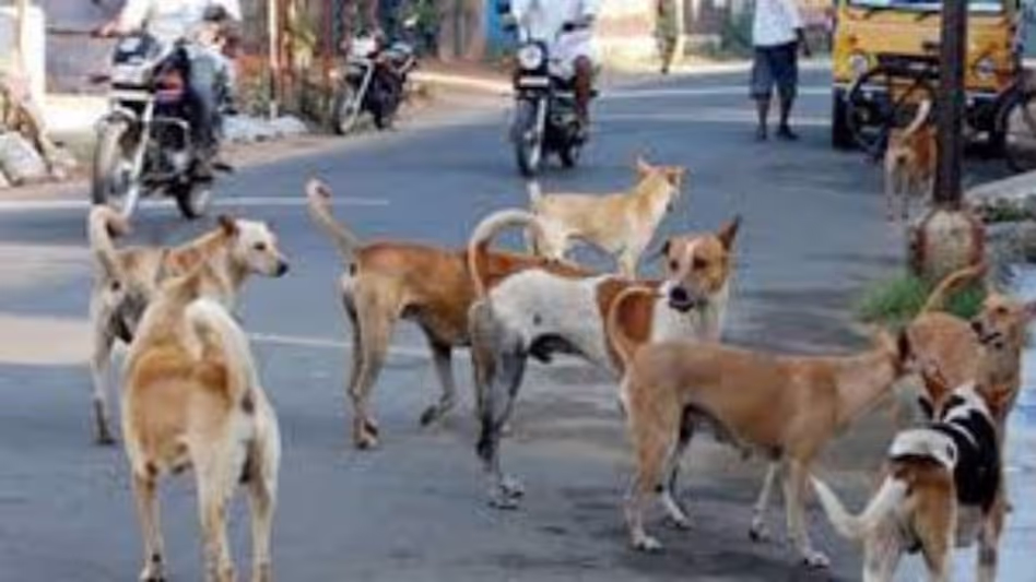 Agartala: स्ट्रीट डॉग्स गायब, NGOs ने नसबंदी के नाम पर गैर-कानूनी तरीके से उठाने की चेतावनी दी
