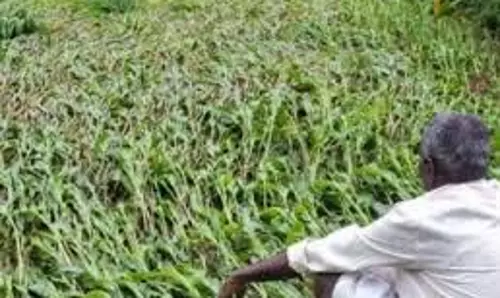 Gwalior: ओलावृष्टि से फसलों को भारी नुकसान,  किसान की मौत