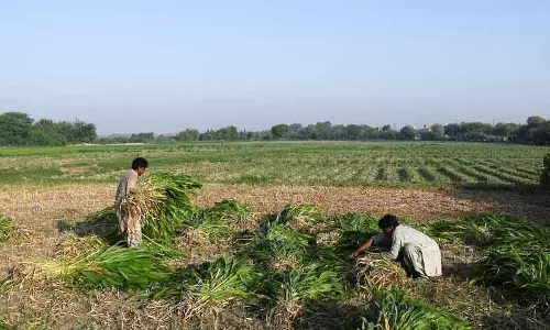एग्री स्टैक कार्यक्रम में किसान आईडी बनाने में Rewari पहले स्थान पर