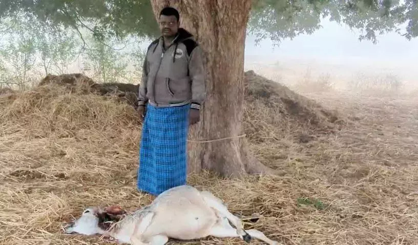 Telangana: यादाद्री भुवनगिरी में बाघों की नई मौत के बाद खतरा बढ़ा Telangana: यादाद्री भुवनगिरी में बाघों की नई मौत के बाद खतरा बढ़ा