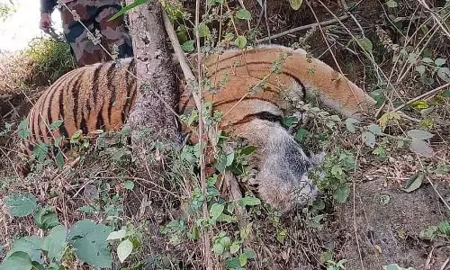 शहडोल में बाघ और बाघिन को बिजली का झटका लगने की घटना की जांच के लिए SIT का गठन किया गया